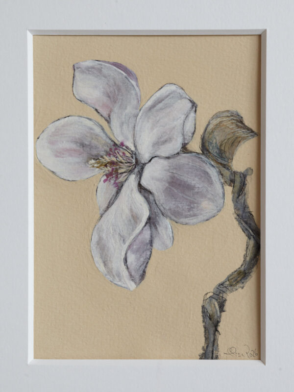 Verblühende Magnolien