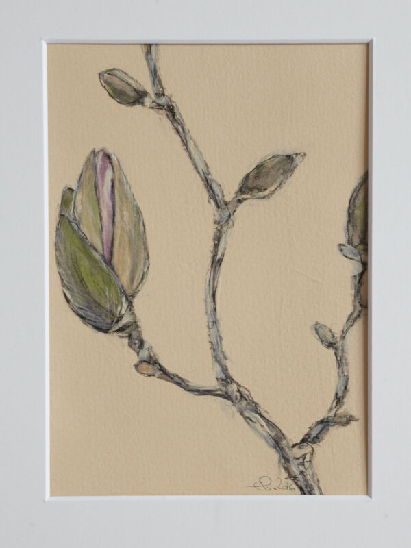 Magnolien am Aufblühen