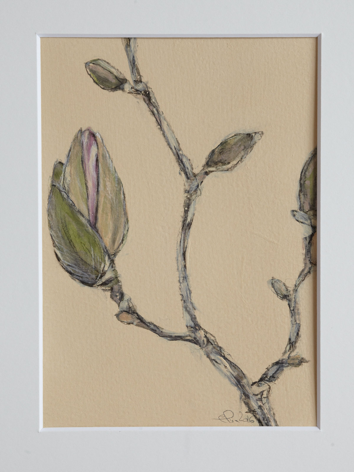 Magnolien am Aufblühen