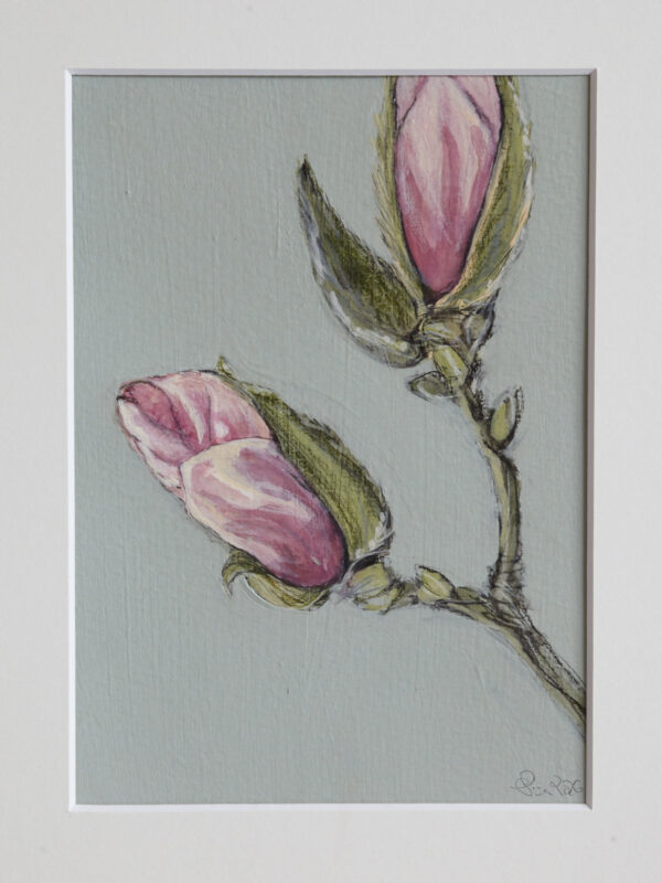 Aufblühende Magnolien